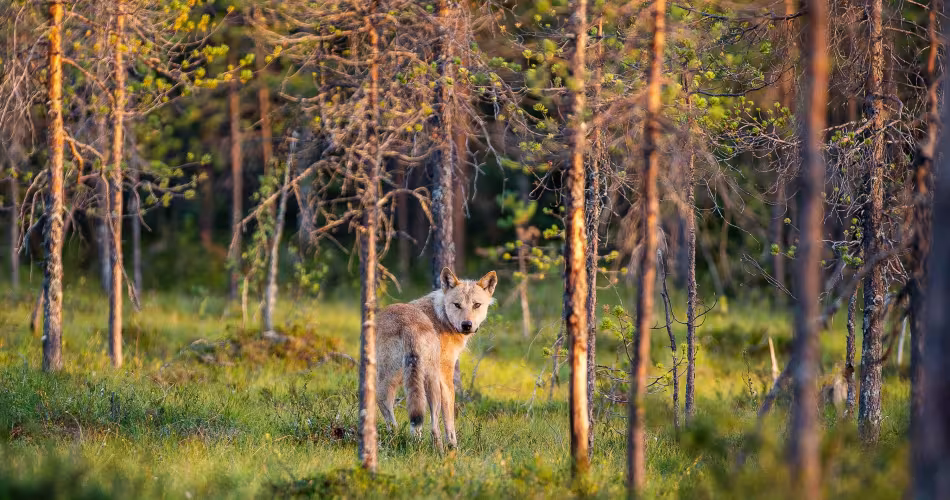 Loup parmi les pins (Canis lupus).