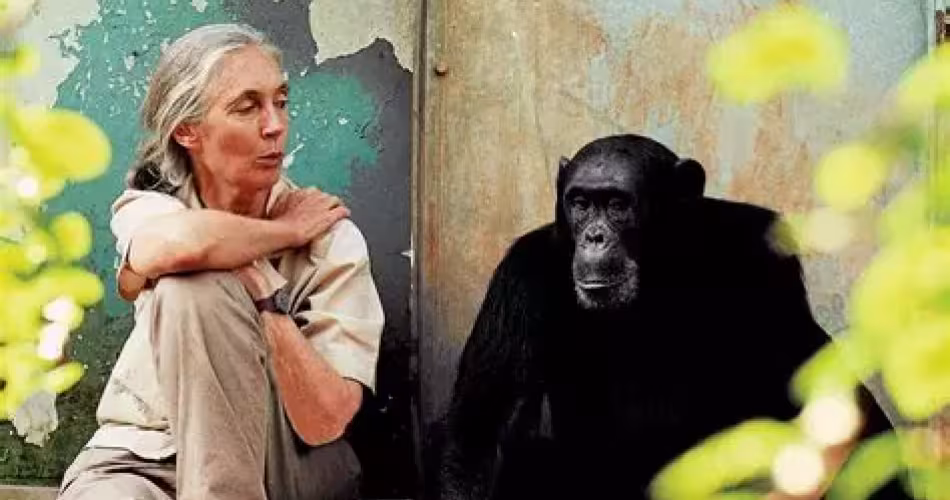 Jane Goodall