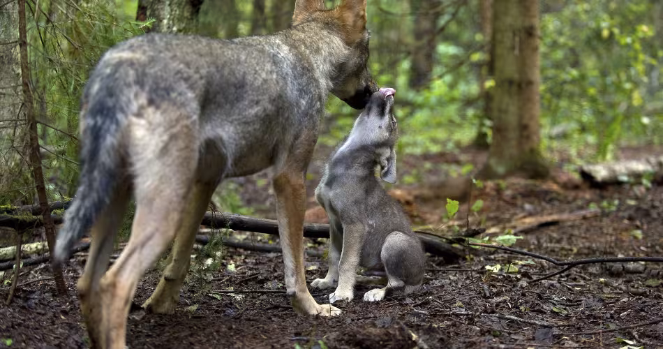 Loup gris (Canis lupus) avec son louveteau, en Russie