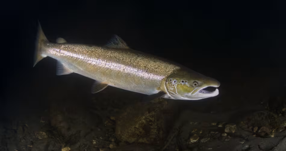 Saumon atlantique mâle (Salmo salar), rivière Orkla, Norvège, septembre 2008.