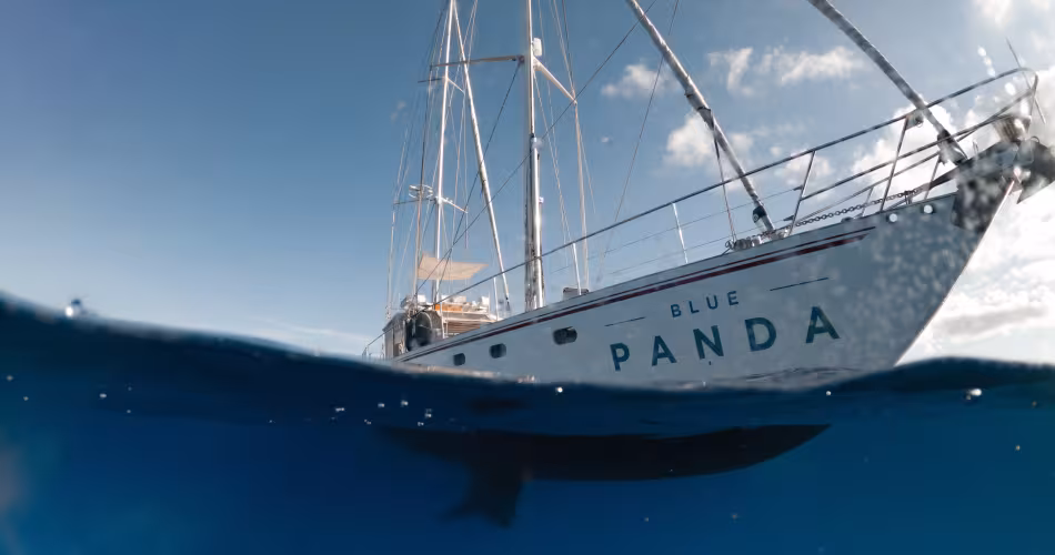 Blue Panda pris sous l'eau, Cap Cétacés 2021