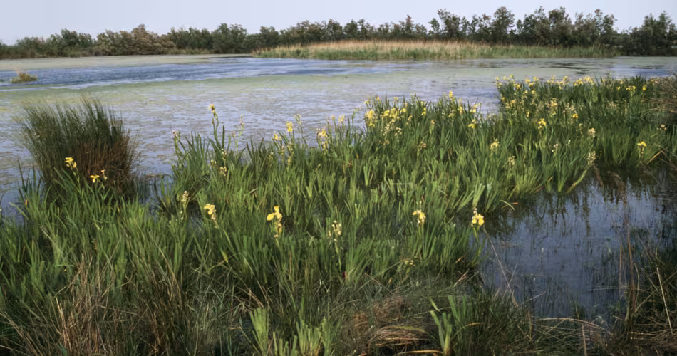 Zone humide, Camargue, France