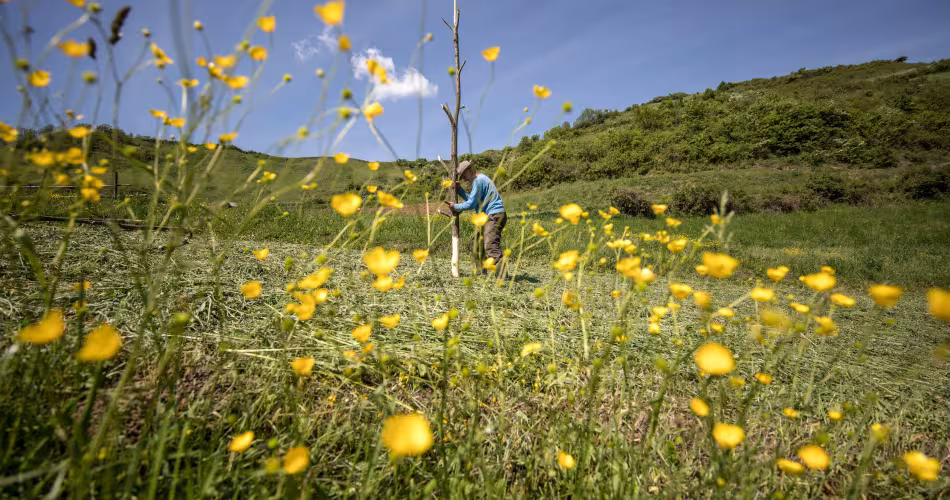 Familles faisant les foins dans le Maramureș, en Roumanie