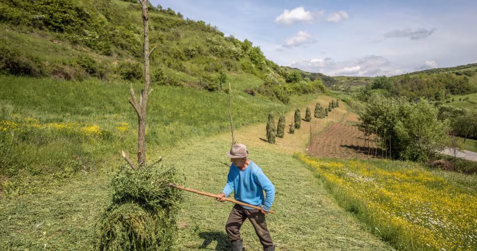 Familles faisant les foins dans le Maramureș, en Roumanie