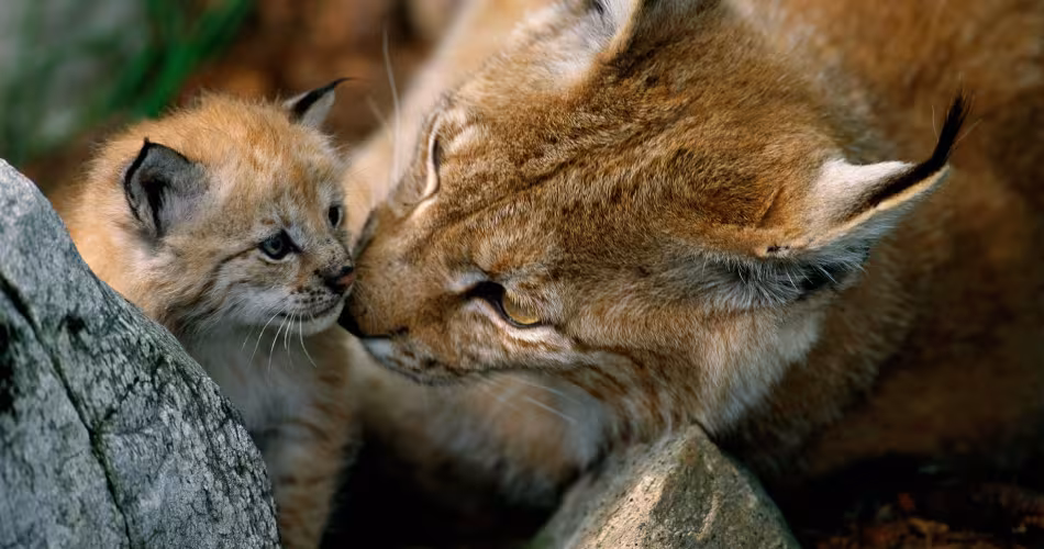 Jeune lynx boréal (Lynx Lynx) et sa mère en Norvège