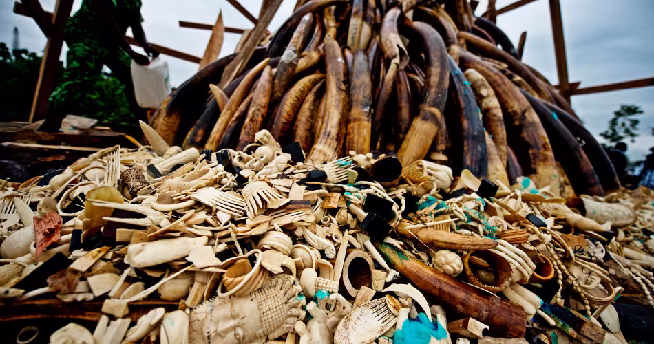 Feu du stock de défenses d'éléphants et d'ivoire braconnée illégalement, Libreville, Gabon,