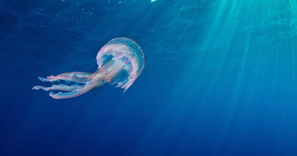 Une méduse (Pelagia noctiluca) dans l'aire marine protégée de Portofino en Méditerranée 