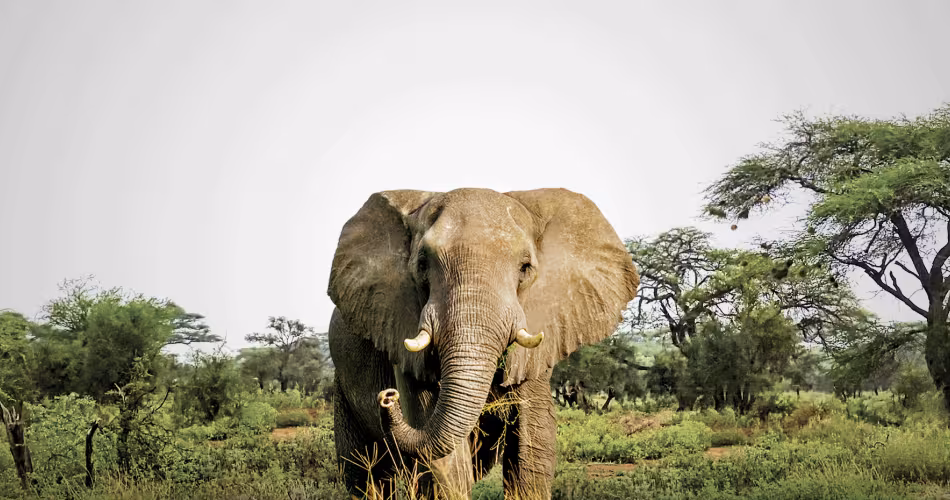 Éléphant d'Afrique (Loxodanta Africana) principale victime du commerce d'ivoire