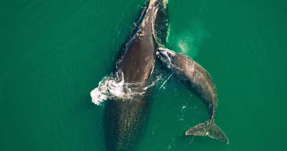 La baleine noire (Eubalaena glacialis) de l'Atlantique Nord est une des espèces menacées des eaux canadiennes, surtout dans le fleuve St Laurent au Québec.
