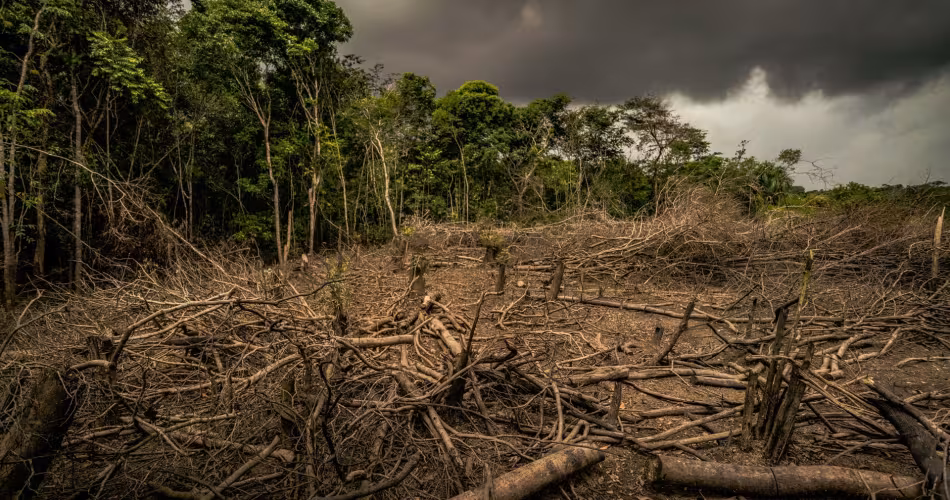 43 millions d’hectares de forêts ont été perdus entre 2004 et 2017 dans le monde.
