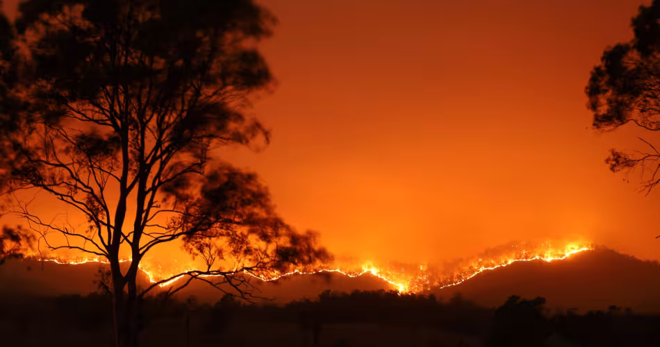 La destruction de la forêt a un lourd impact sur la vie sauvage : trois milliards d’animaux ont été tués ou déplacés par les incendies entre septembre 2019 et mars 2020