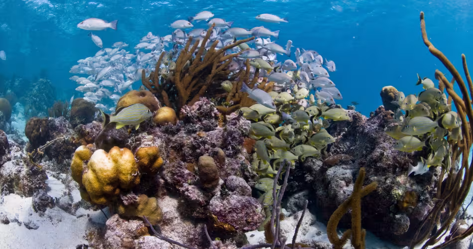 Coraux et poissons dans la réserve marine de Hol Chan à Bélize