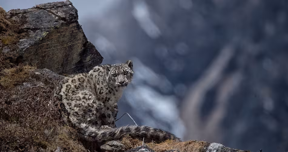 Yalung est la 4ème panthère des neiges à qui le WWF Népal a posé un collier satellite