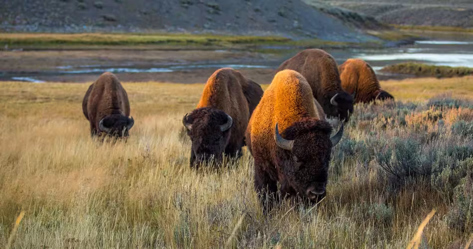 Bisons aux États-Unis