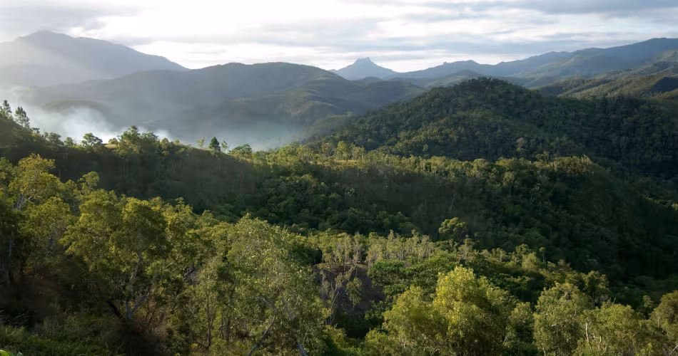 Forêt en Nouvelle-Calédonie