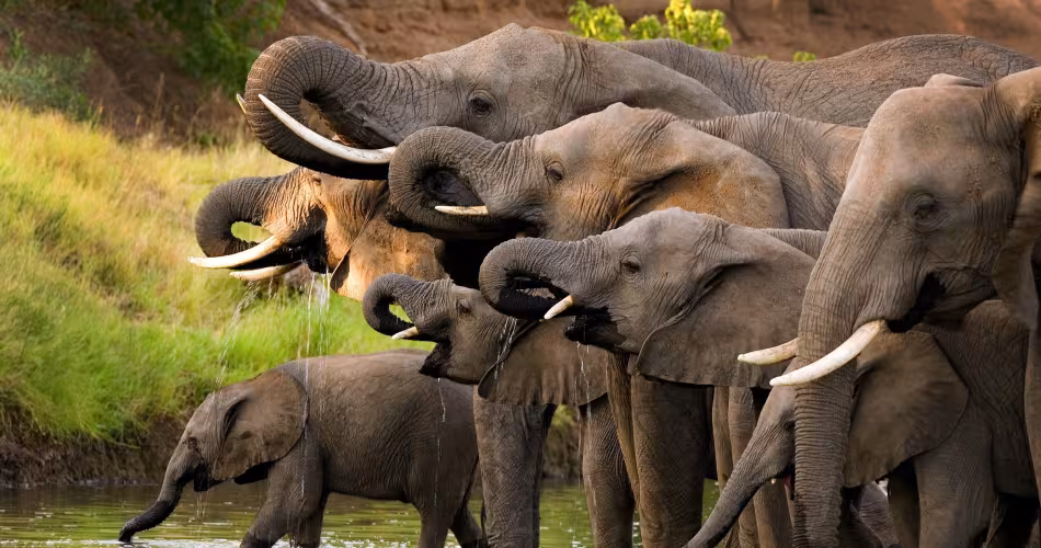Un groupe d'éléphants d'Afrique s’abreuvent dans la réserve de Selous (Tanzanie)