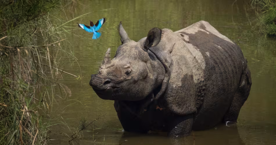 Rhinocéros-et-oiseau