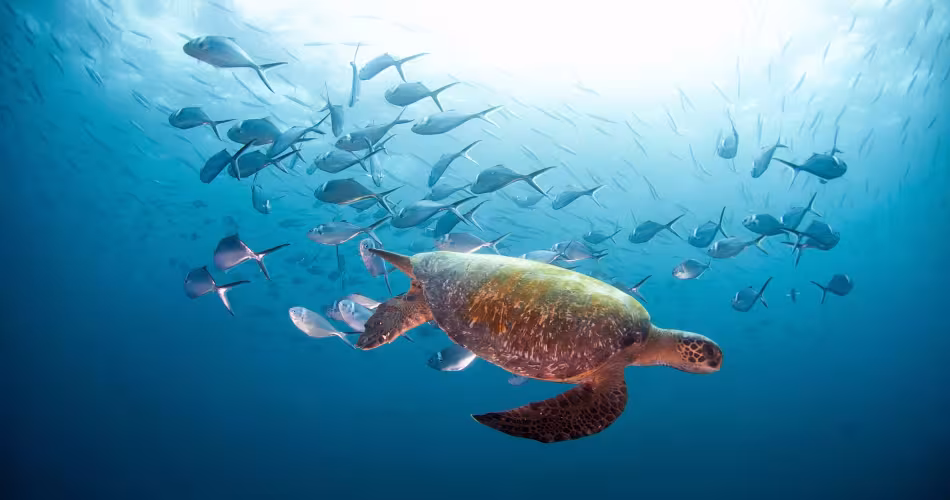 Station de nettoyage des tortues marines, plongée à Gordon's Rock, île de Santa Cruz, Galapagos, Équateur