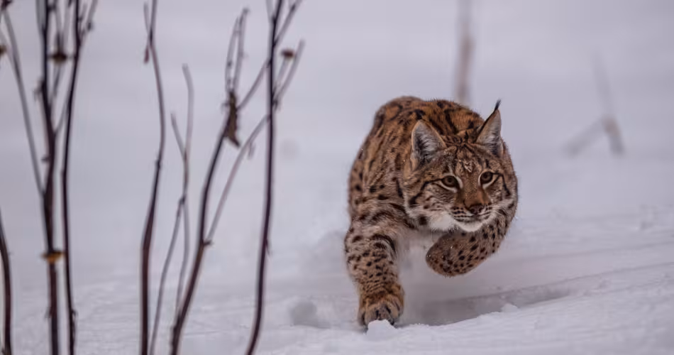 Lynx boréal (Lynx lynx) courant dans la neige 