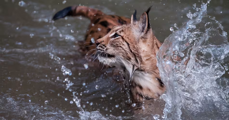 Lynx boréal (lynx lynx) dans l'eau