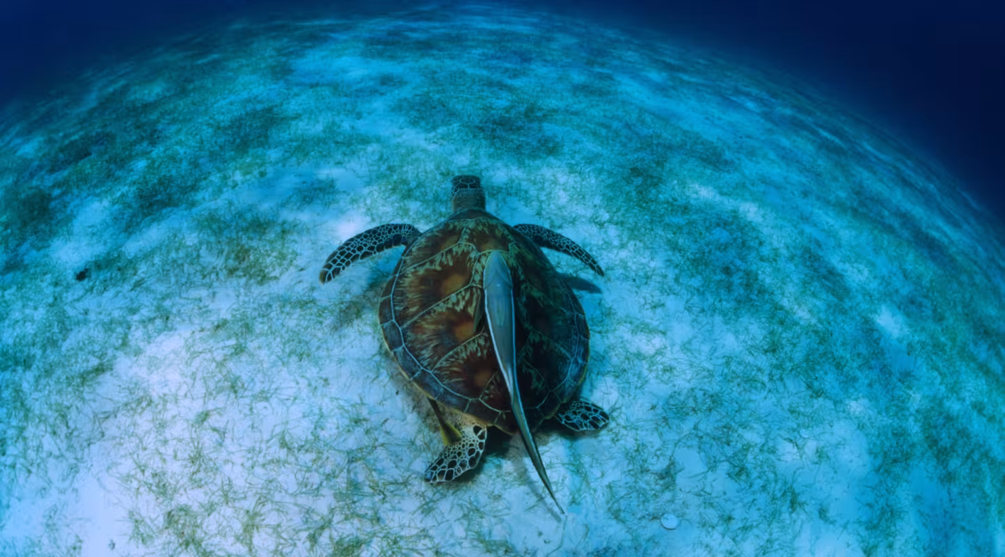 Tortue verte