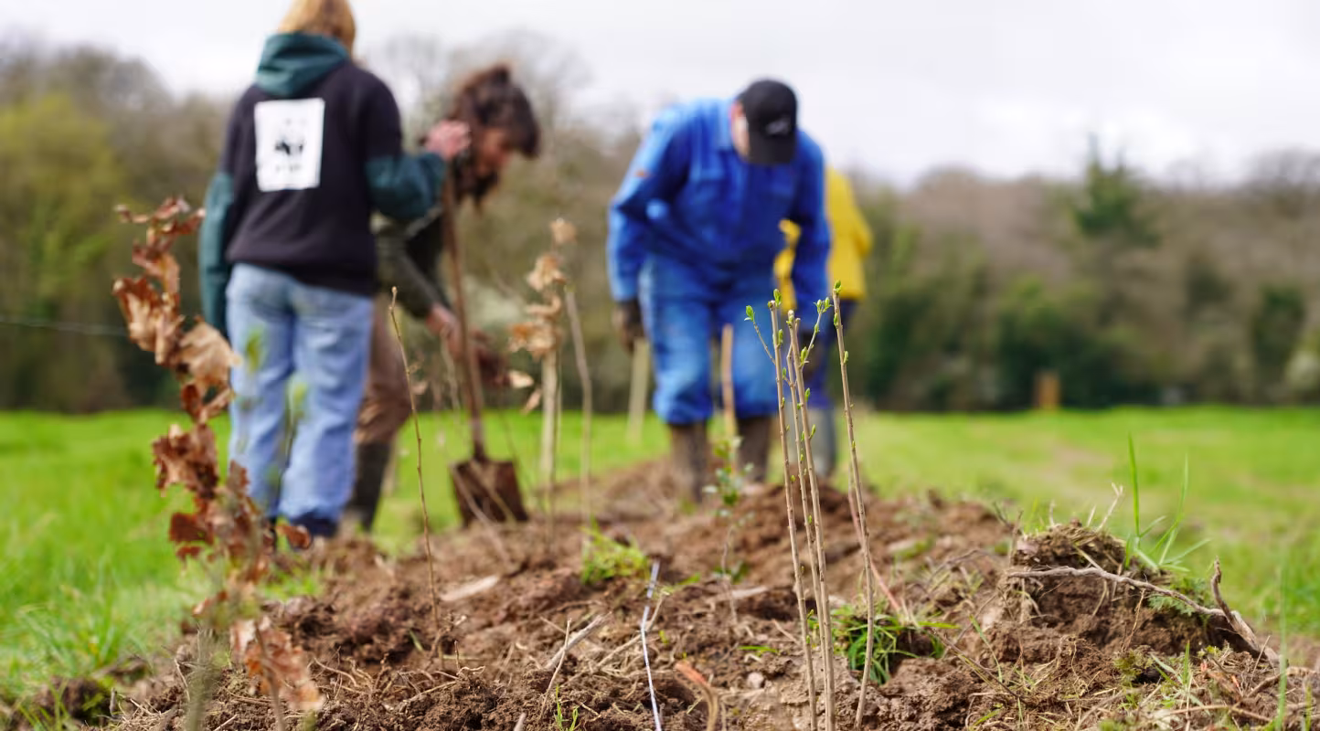 Chantier de plantation d'une haie dans un ferme en mayenne