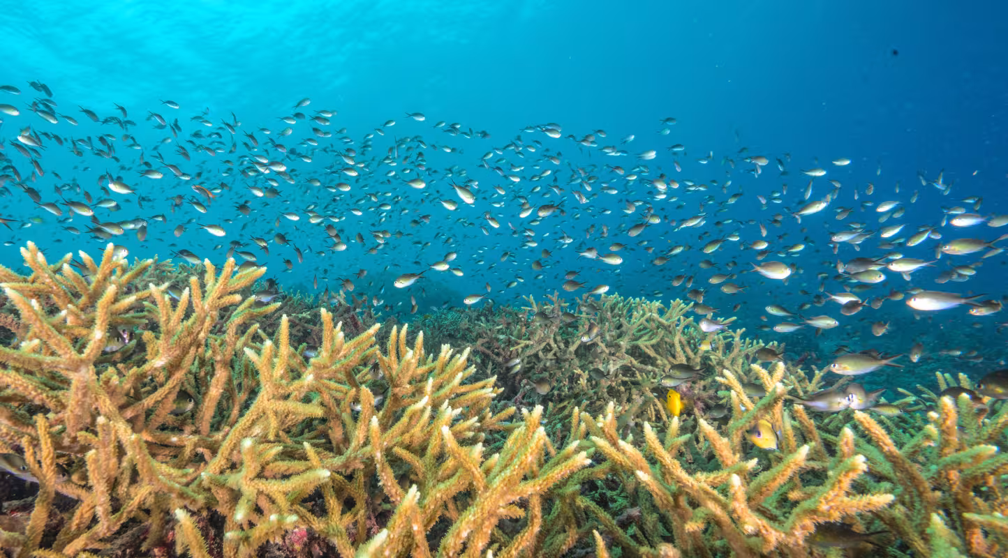 Un banc dense de petits poissons de récif se déplace au‑dessus d’un récif de corail staghorn peu profond, en Nouvelle‑Britannique, Papouasie‑Nouvelle‑Guinée.