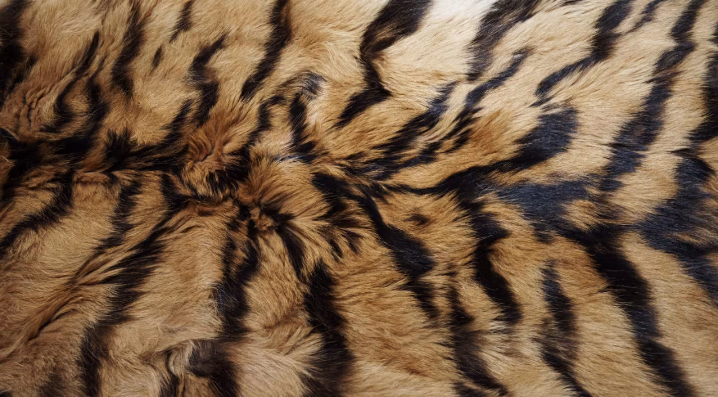 Peau de tigre (Panthera tigris altaica) saisie à l'Académie des douanes russes de Vladivostok, dans le kraï du Primorié (Russie).  Braconnage. Commerce illégal.
