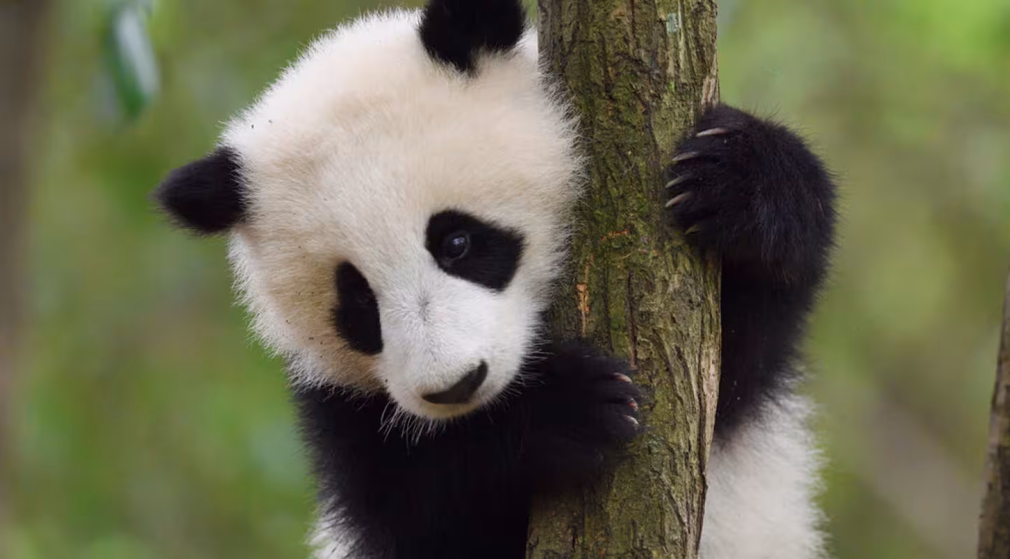 Panda géant (Ailuropoda melanoleuca), Sichuan, Chine. 