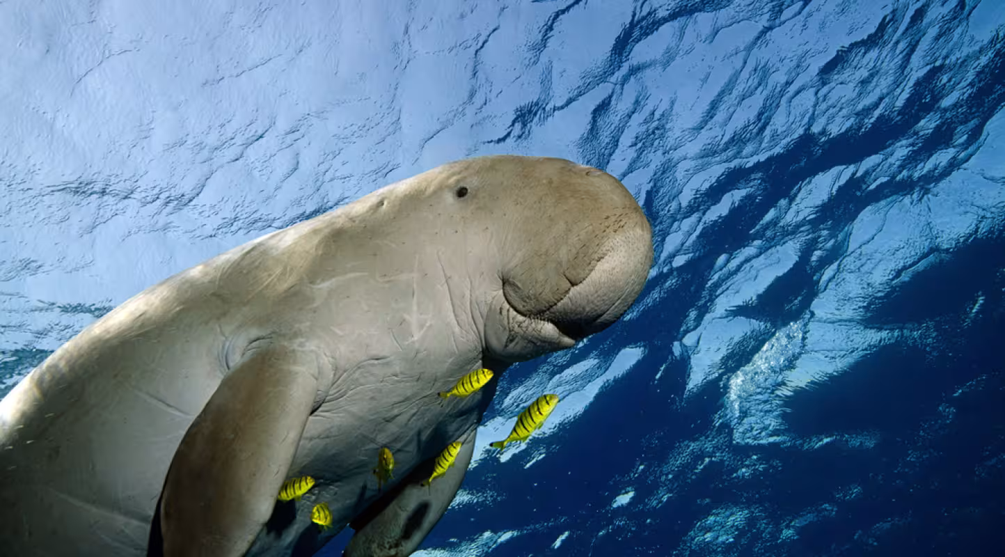 Dugong
