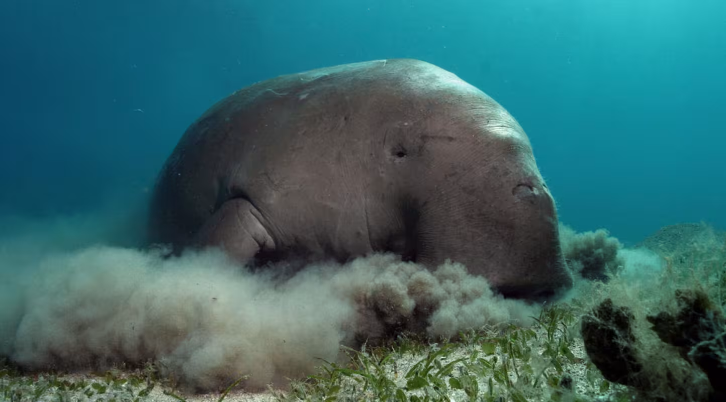 Un dugong (Dugong dugon) se nourrit dans une prairie sous-marine au sud de l'Égypte, en mer Rouge.
