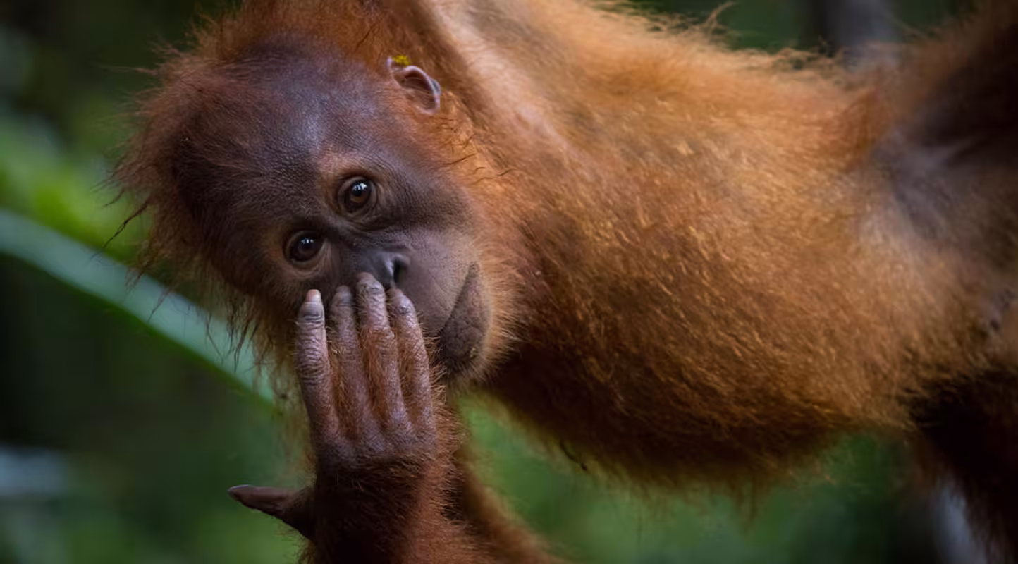 Un bébé orang-outan de Sumatra (Pongo abelii) dans le parc national de Gunung Leuser, en Indonésie