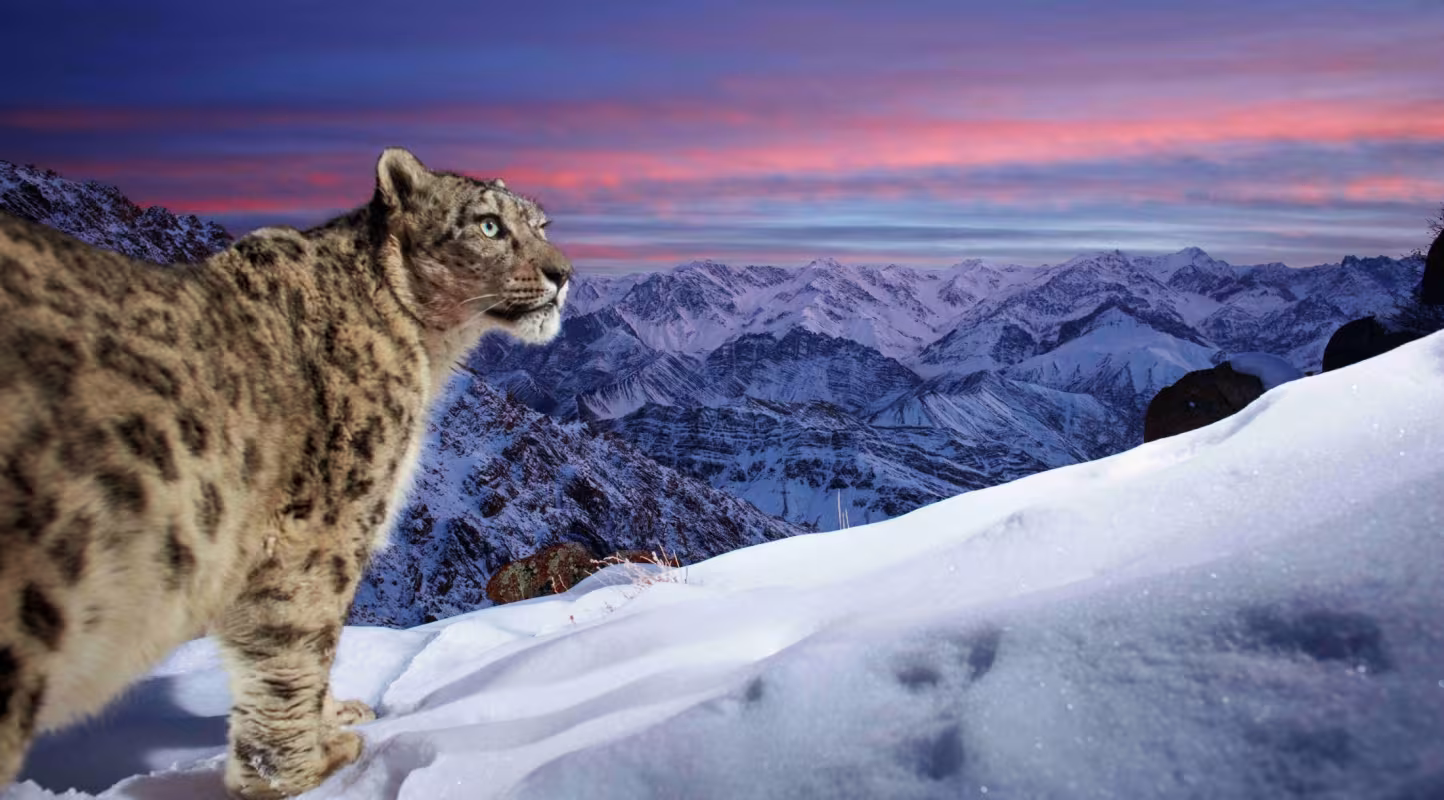 Une panthère des neiges sauvage déclenche un piège photographique équipé d’un appareil DSLR dans les hautes montagnes du Ladakh, dans l’Himalaya indien.