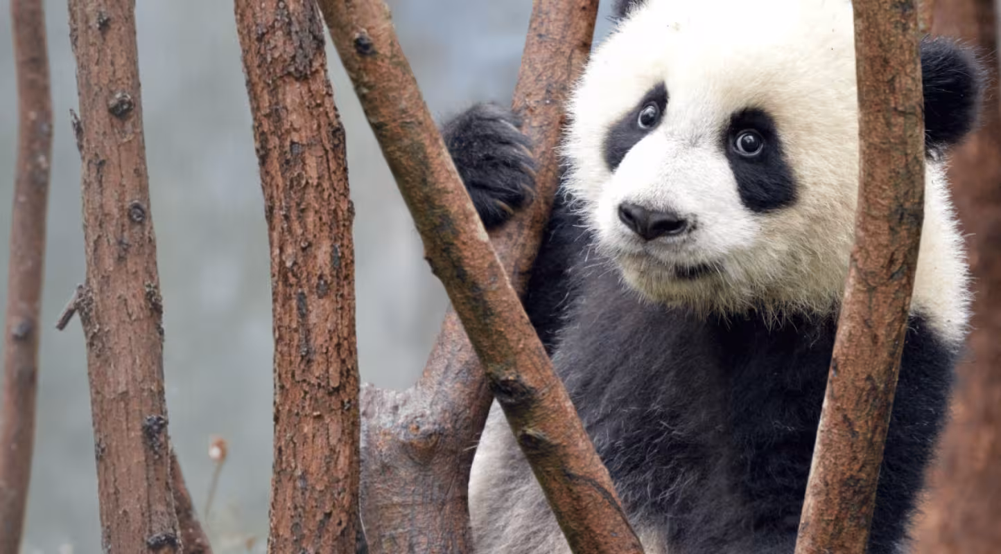 Bébé panda géant (Ailuropoda melanoleuca) au Centre de recherche sur l'élevage du panda géant de Chengdu, en Chine.