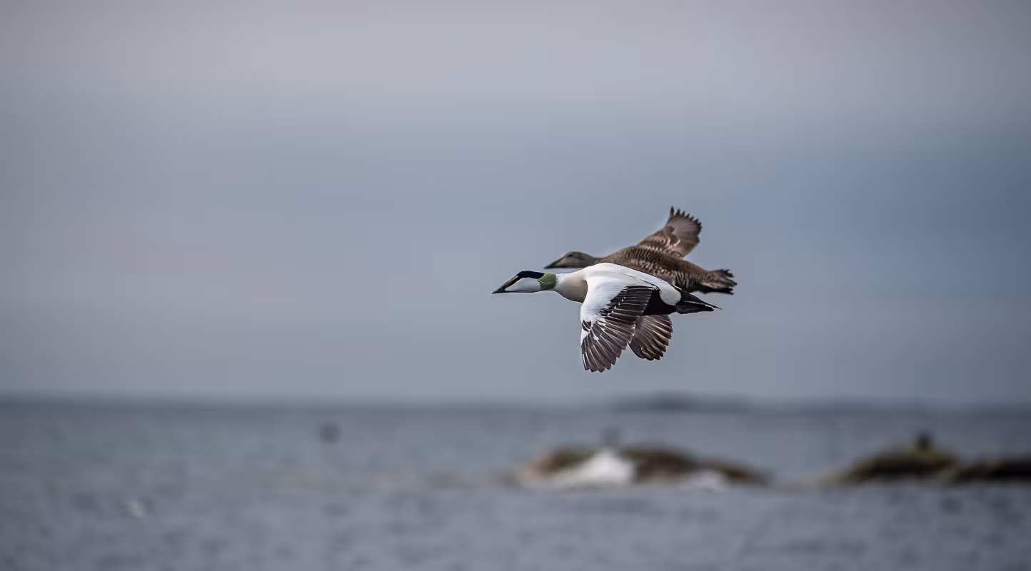 Eider à duvet (Somateria mollissima), mâle et femelle en vol.
