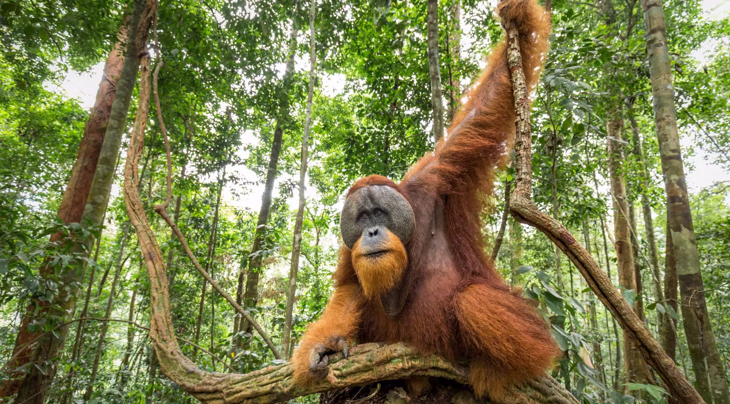 Orang-outan de Sumatra mâle à bride (Pongo abelii), parc national de Gunung Leuser, Sumatra