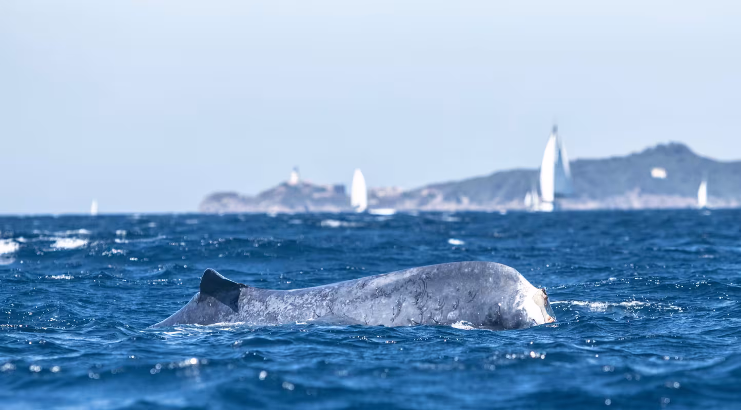 Un rorqual commun (Balaenoptera physalus) amaigri nage difficilement en Méditerranée. Privée de sa nageoire caudale après plusieurs interactions avec des activités humaines, la femelle Fluker ne peut plus plonger pour se nourrir et apparaît affaiblie, avec son squelette visible sous sa peau.