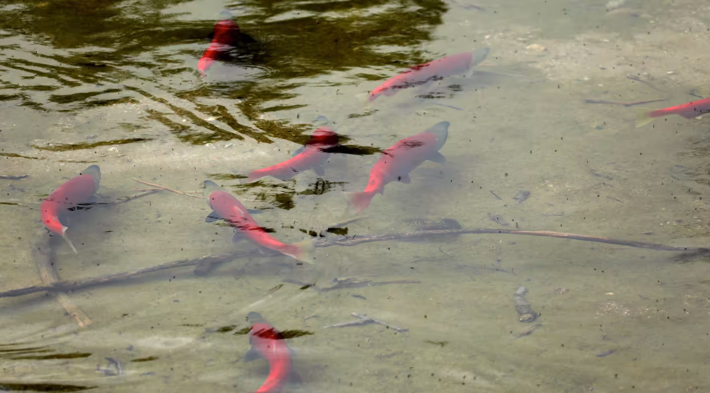 PEDRO BAY, ALASKA — JUILLET 2022 : Des saumons nagent dans un étang peu profond où ils sont venus frayer, à Pedro Bay, en Alaska.