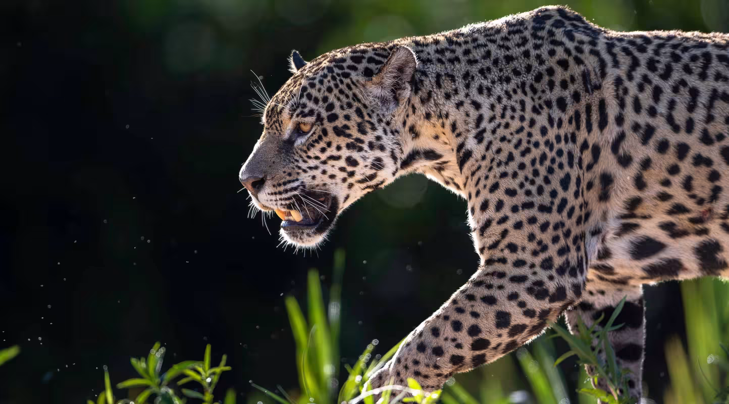 Jaguar (Panthera onca), femelle.