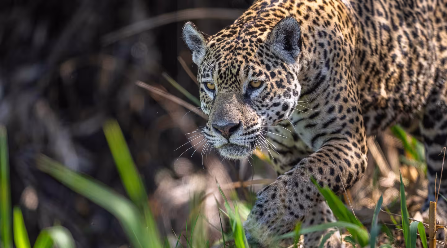 Jaguar (Panthera onca), femelle.