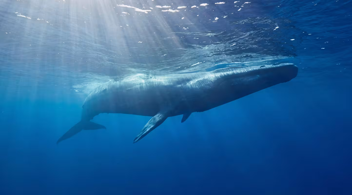 Baleine bleue (Balaenoptera musculus) à Mirissa, Sri Lanka.