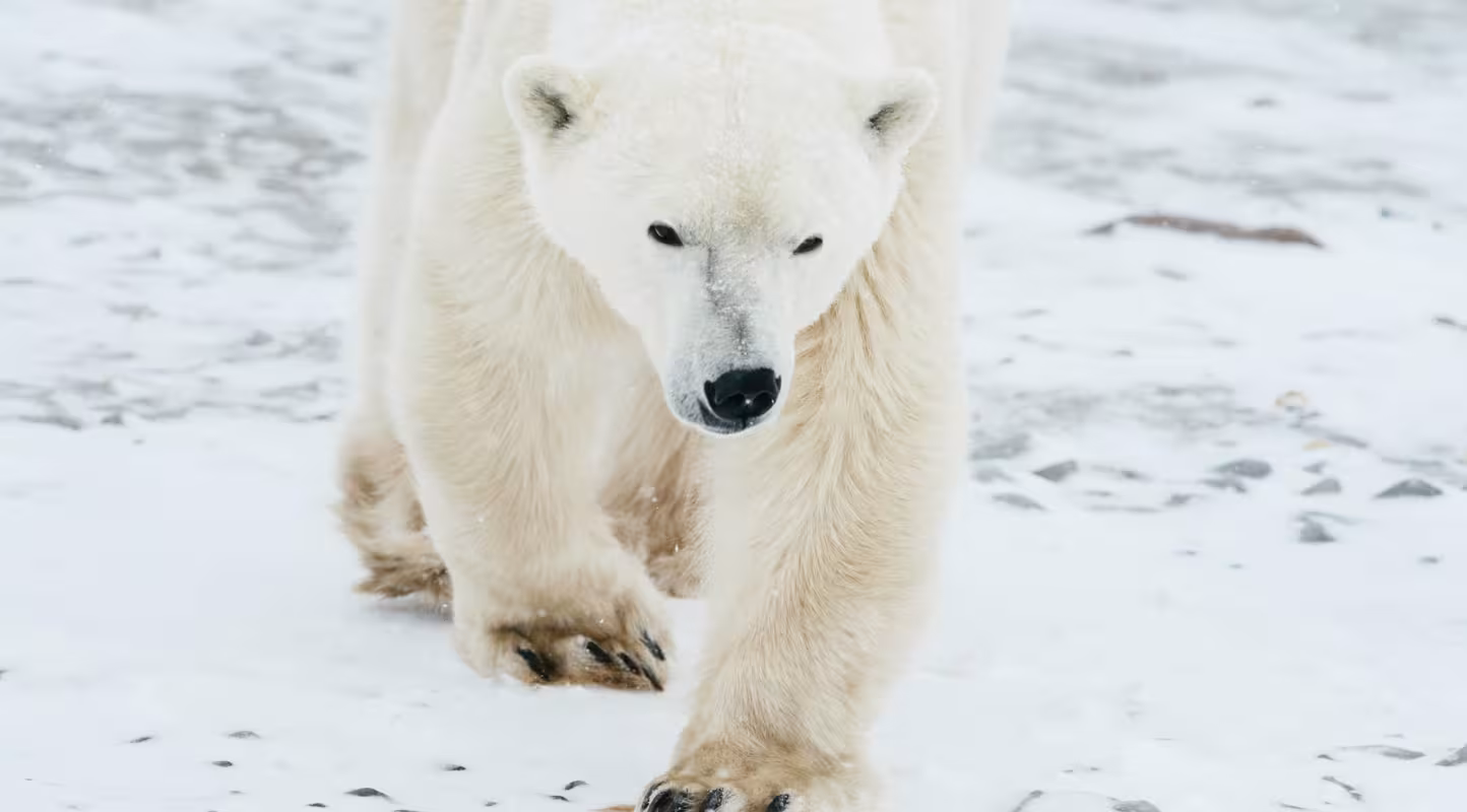 3 novembre 2015, Churchill, Manitoba, Canada.
