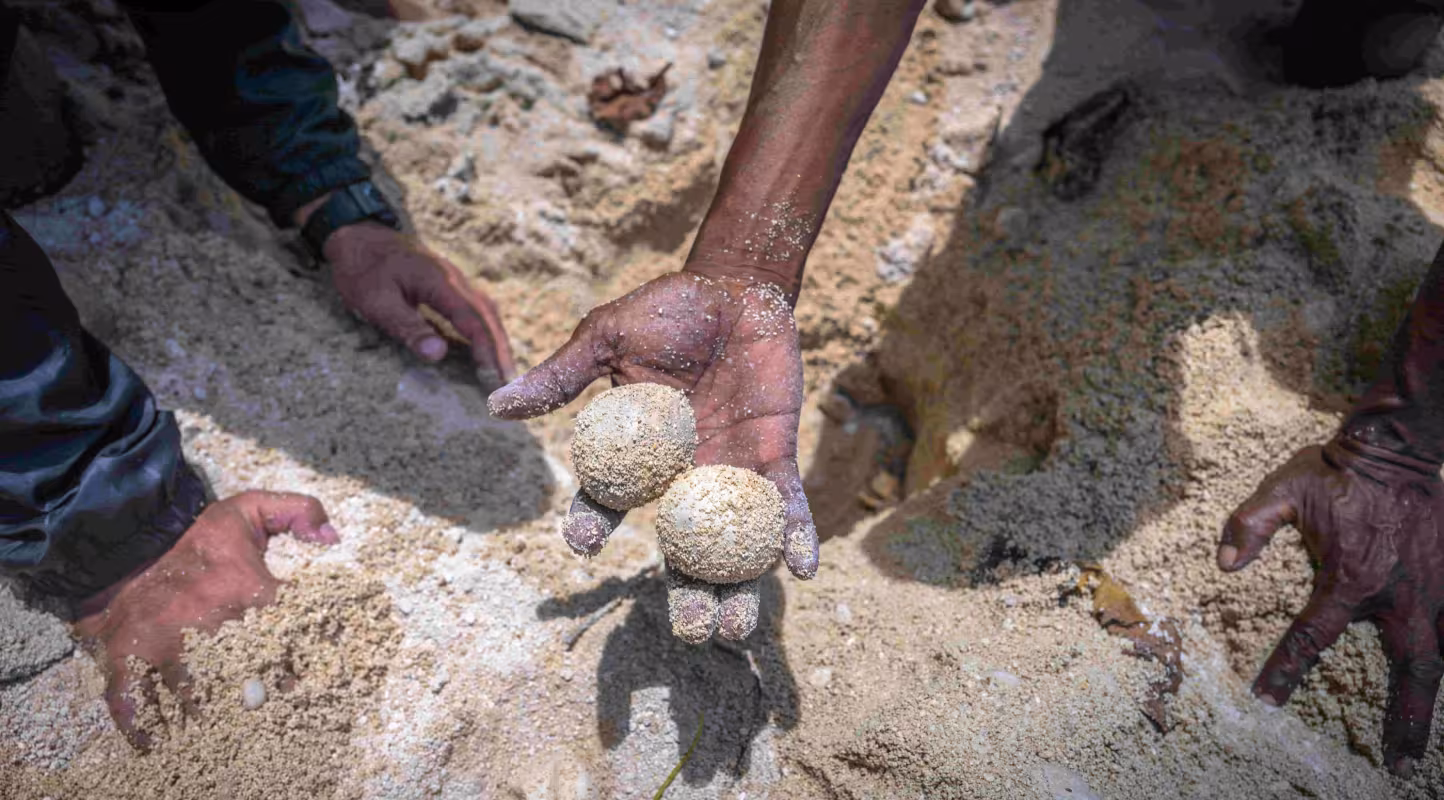 Un membre de la communauté du village de Galowe présente des œufs non éclos de tortue luth (statut UICN : vulnérable, Dermochelys coriacea) ainsi que les restes des œufs ayant éclos sur une plage de sable près de Galowe. District de Pomio, province de Nouvelle-Bretagne orientale, Nouvelle-Bretagne, Papouasie-Nouvelle-Guinée.