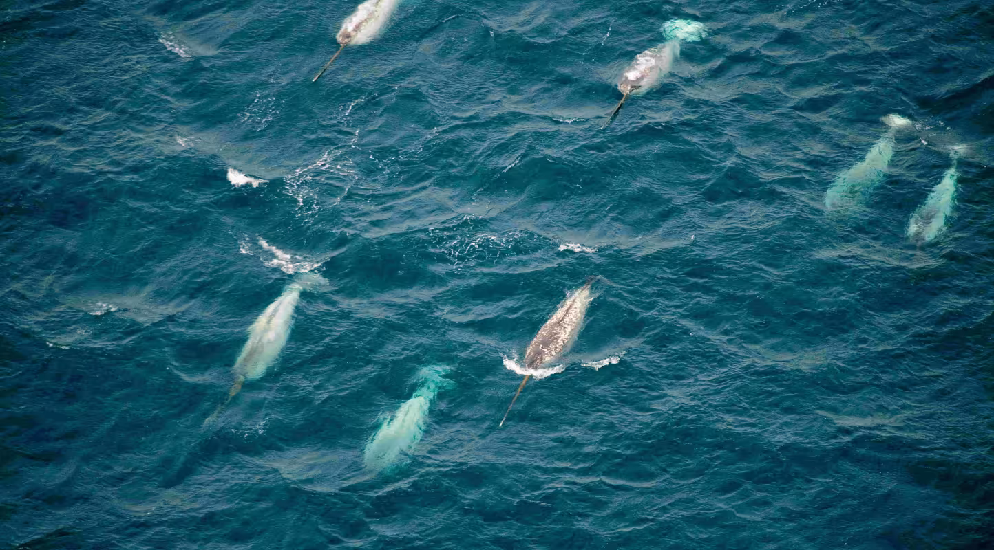 Groupe de narvals (Monodon monoceros) nageant à la surface. Île de Baffin, Canada. Océan Arctique.