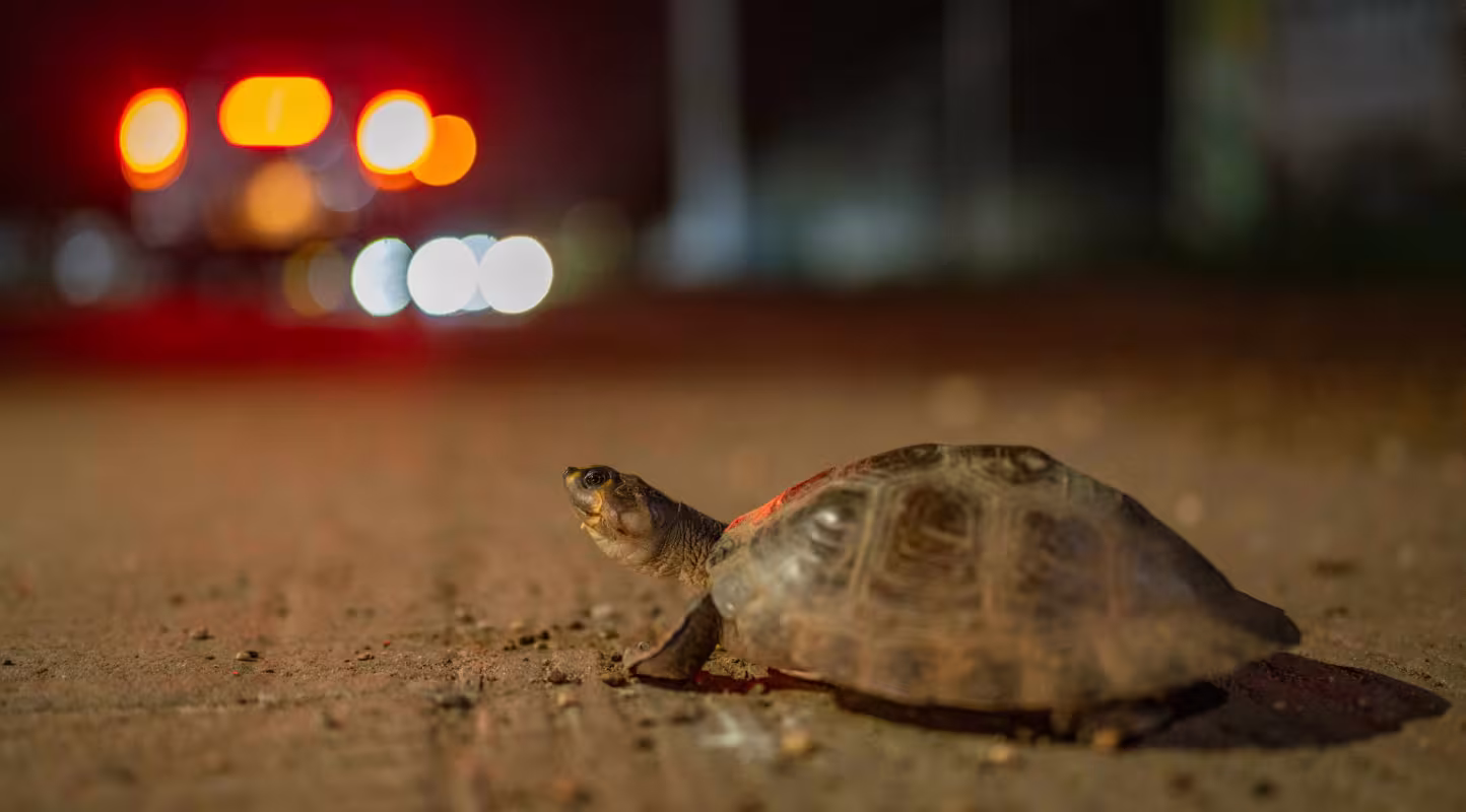 Une tortue (Podocnemis sp.) tente de traverser la route près de San José del Guaviare, dans le Guaviare, en Colombie. La faune sauvage utilise les routes pour se déplacer entre différentes parties de son écosystème, ce qui entraîne des collisions avec les véhicules. Les directives colombiennes pour des infrastructures routières vertes mettent notamment en place des passages aériens et souterrains afin de réduire ces accidents. San José del Guaviare, Guaviare, Colombie.