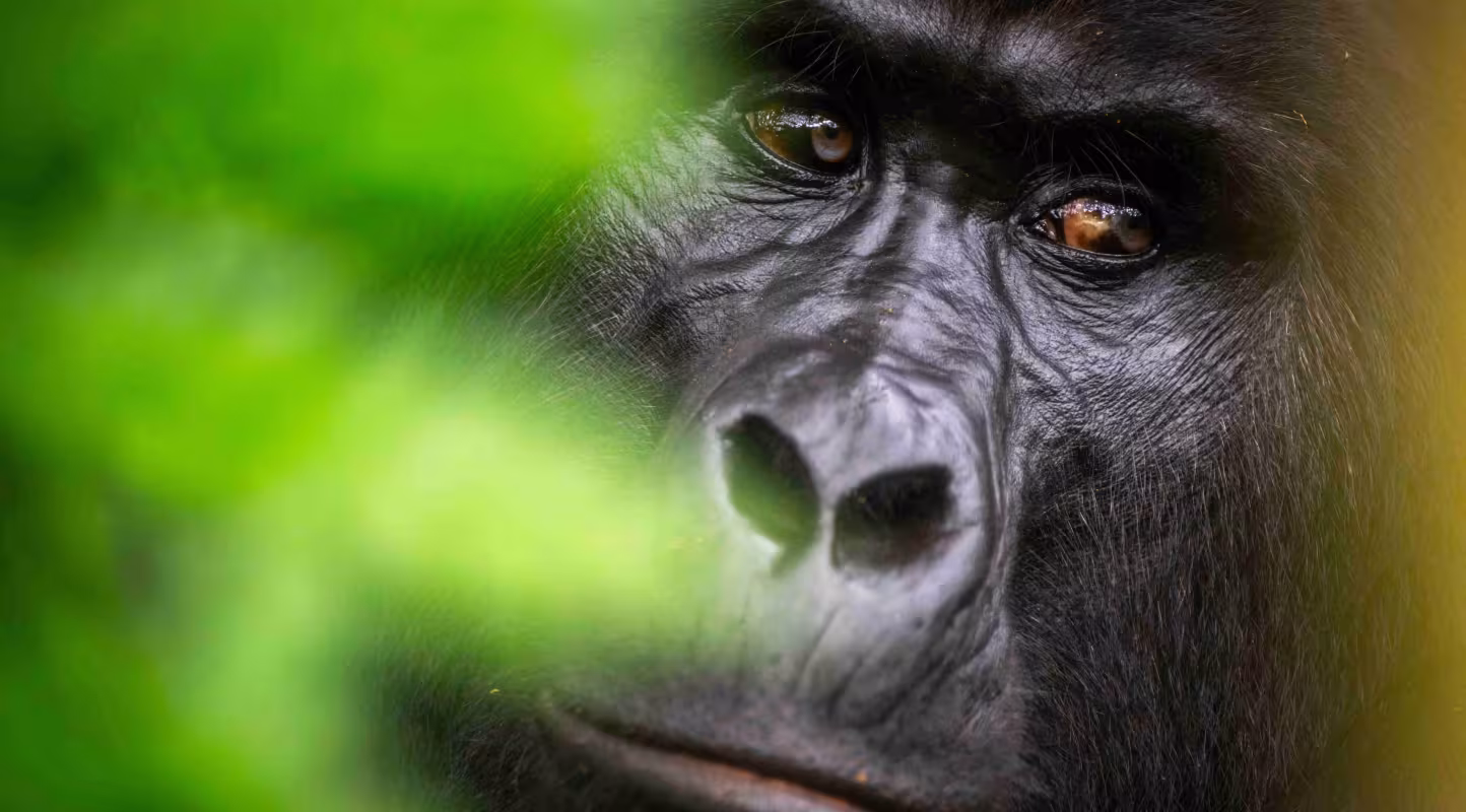 Rwamutwe, dos argenté dominant du groupe Nkuringo, veille sur sa famille dans le parc national impénétrable de Bwindi en Ouganda, symbole de la conservation des gorilles.