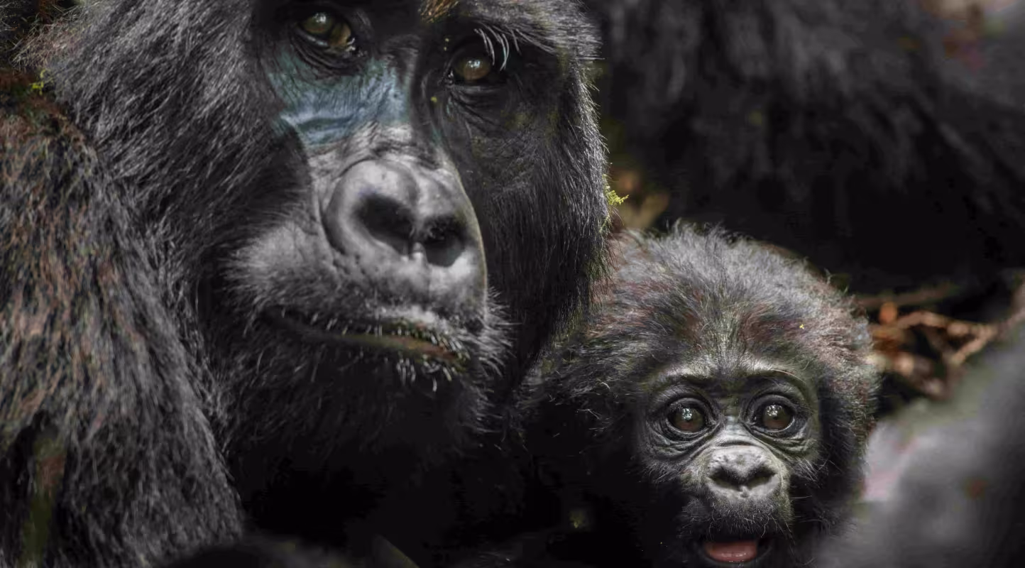 Une femelle gorille de montagne protège son petit dans le parc national impénétrable de Bwindi en Ouganda, illustrant le lien maternel essentiel à l’apprentissage et à la survie du groupe.