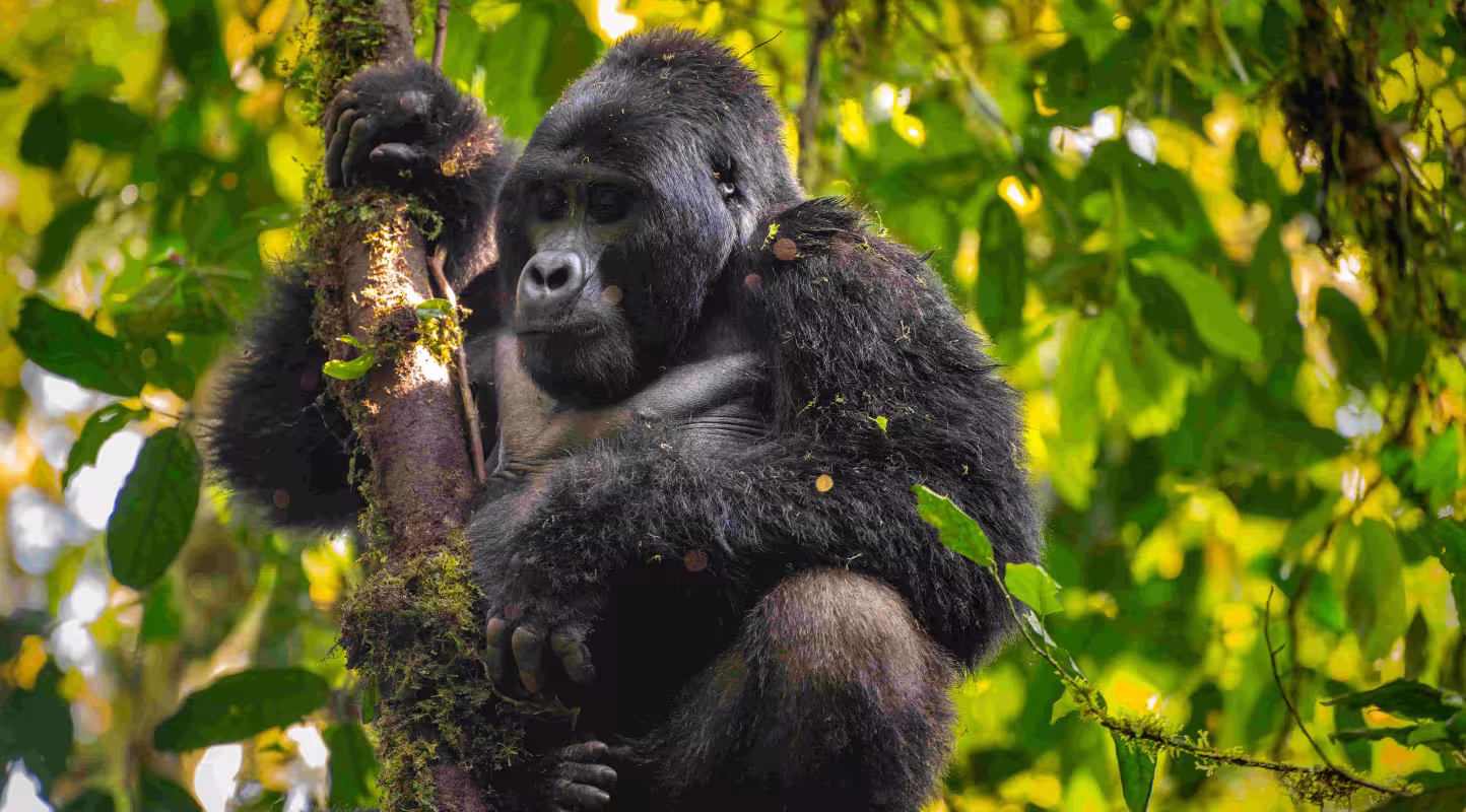 Rwamutwe, dos argenté dominant du groupe Nkuringo, protège sa famille au cœur de la forêt de Bwindi en Ouganda, garant de la cohésion et de la survie des gorilles de montagne.