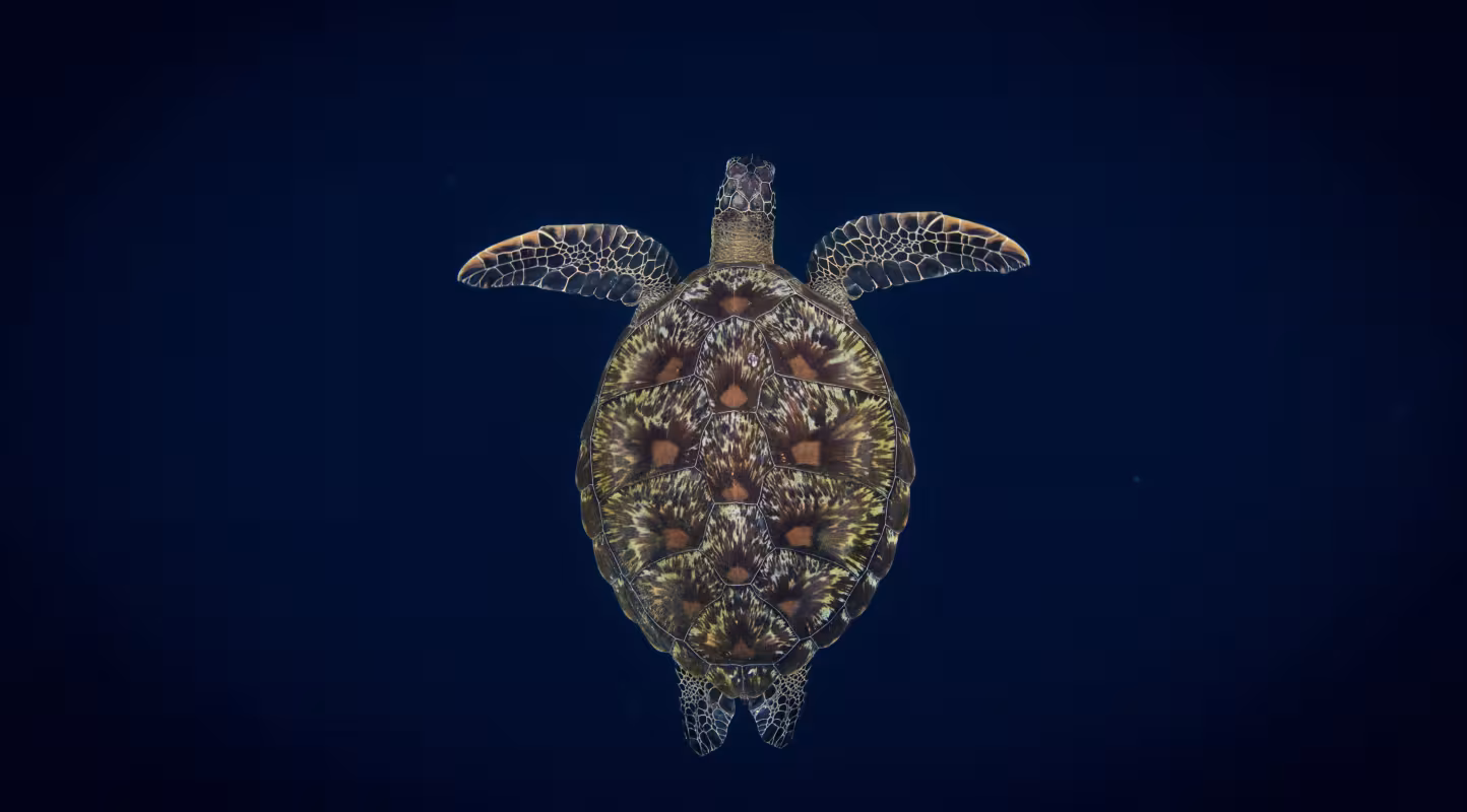 Une tortue verte (Chelonia mydas) nageant vers la surface, Bunaken, Sulawesi, Indonésie.