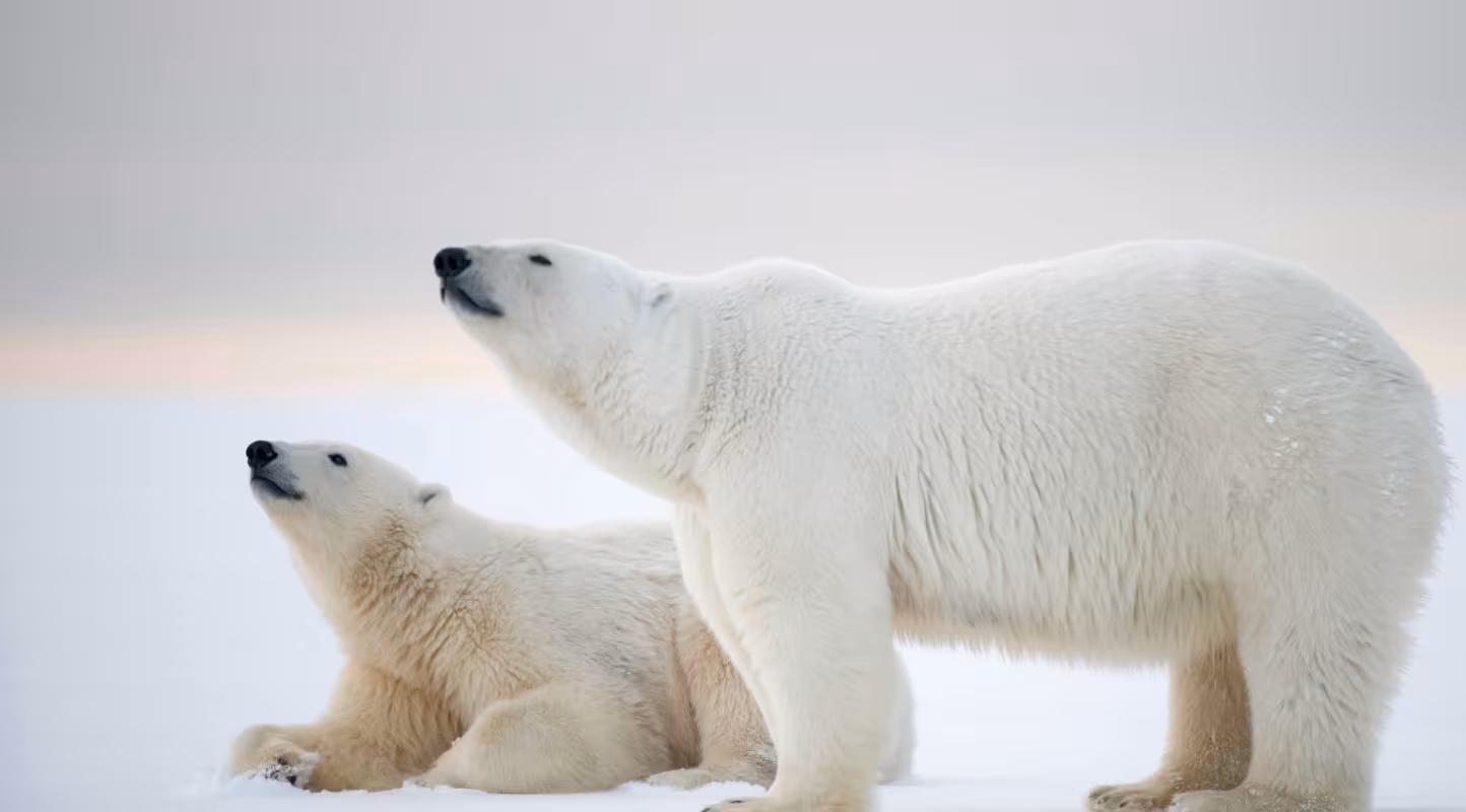 Mère ours polaire (Ursus maritimus) avec son petit se reposant sur une banquise nouvellement formée lors du gel automnal, mer de Beaufort, au large de la côte arctique de l’Alaska.